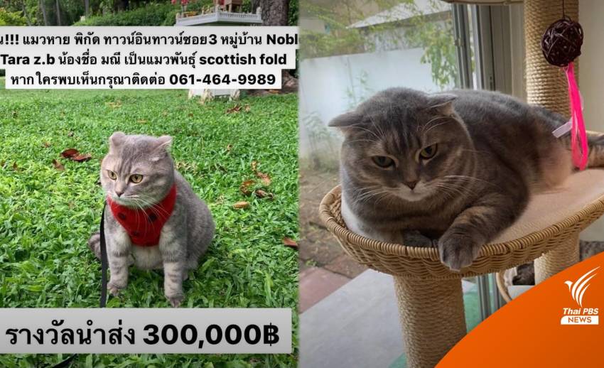 ตามหาแมวหาย "น้องมณี" เจ้าของให้สินน้ำใจ 300,000 บาท