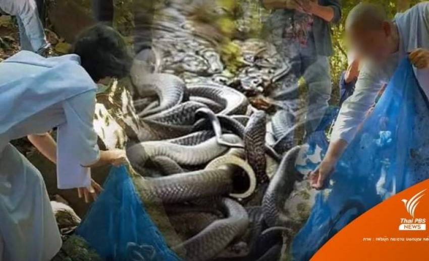 อ้างรับบริจาคเงิน 3 แสนไถ่งูท้อง 500 ชีวิต ปล่อยป่า "เชียงดาว"