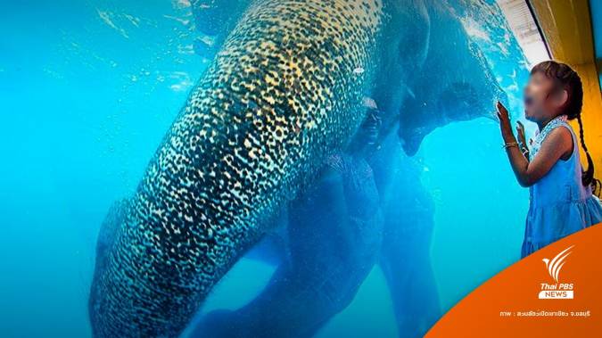 ไม่ยุติโชว์ "ช้างว่ายน้ำ" หลังดราม่า Elephant in the Room