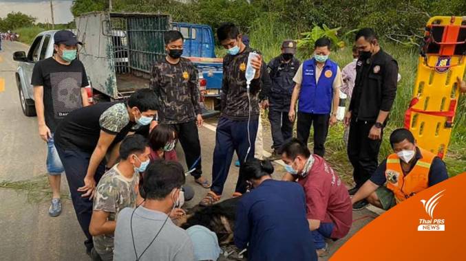 ล้อมจับหมีตาฟาง พลัดหลงจากป่าเข้ามาในชุมชน หวั่นถูกทำร้าย