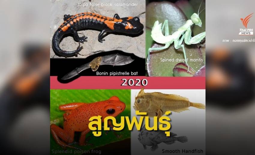 ข่าวร้าย "5 สัตว์โลก" สูญพันธุ์แล้ว "โลมาแม่น้ำ-แรดขาวเหนือ" จ่อคิว