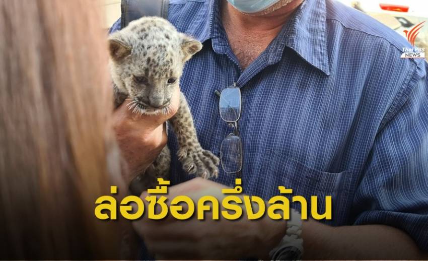 เส้นทาง "ลูกเสือดาว" ลอบขายจากสวนสัตว์ไทยส่งอินเดีย 