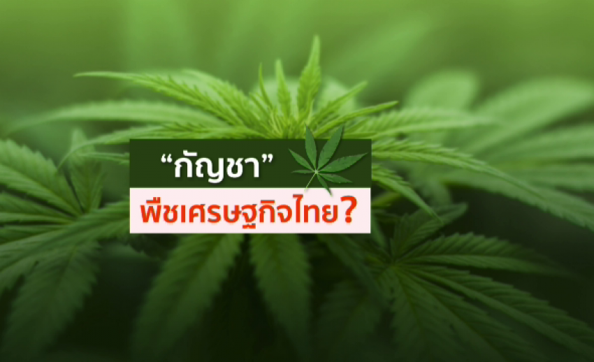 "กัญชา" พืชเศรษฐกิจไทย?