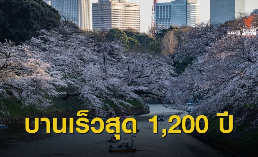 ภาวะโลกร้อน เร่ง "ซากุระ" ญี่ปุ่นบานเร็วสุดในรอบ 1,200 ปี