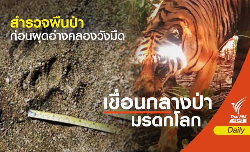 สำรวจ "รอยเสือโคร่ง" ป่ามรดกโลกทับลาน ก่อนผุดอ่างคลองวังมืด