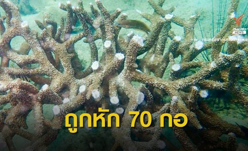 ทช.สำรวจพบกิ่งปะการังแปลงฟื้นฟู "เกาะทะลุ" ถูกหัก 70 กอ 