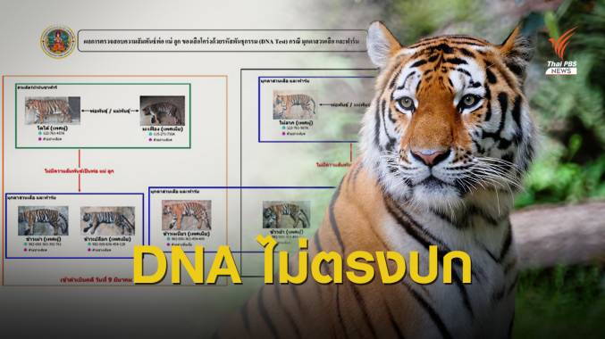 แจ้งข้อหาเพิ่ม สวนสัตว์ดัง "3 เสือโคร่ง" DNA ไม่ตรงปก
