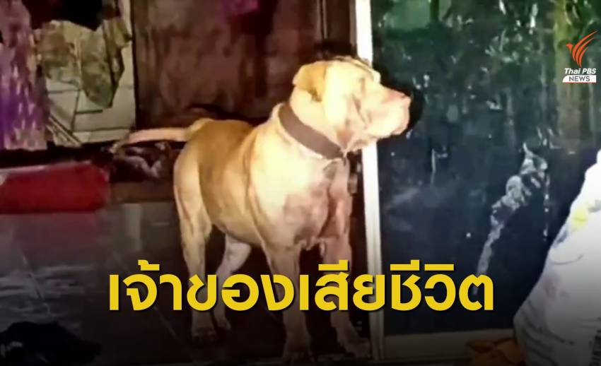 เจ้าของหมาพิตบูลวัย 56 ปี เสียชีวิตแล้ว หลังถูกกัดเจ็บสาหัส
