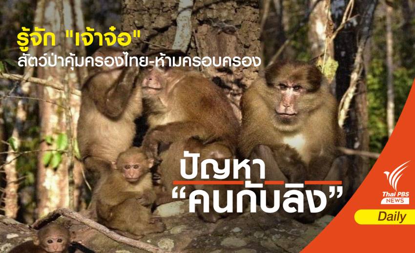 รู้จักลิง 6 สายพันธุ์สัตว์ป่าคุ้มครองในไทย "ห้ามครอบครอง" 