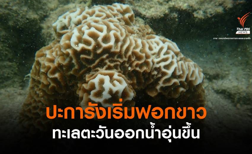จับตา! อุณหภูมิน้ำทะเลภาคตะวันออกอุ่น ห่วง "ปะการังฟอกขาว" 
