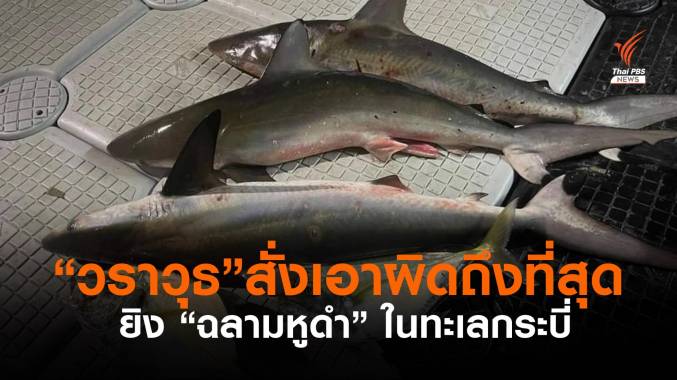 ‘วราวุธ’ สั่งเอาผิดถึงที่สุด เจ้าของเรือ-คนยิง “ฉลามดำ” ในทะเลกระบี่
