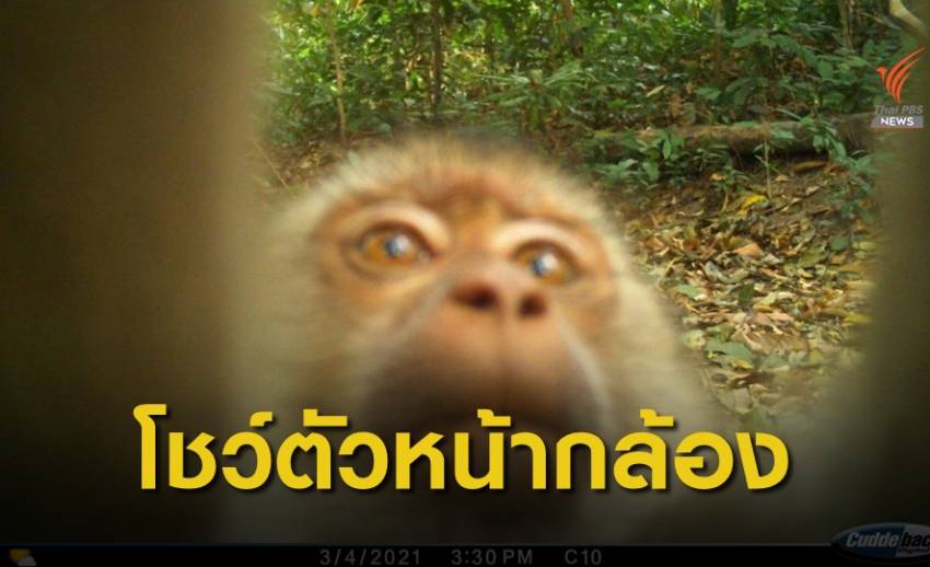 โชว์ตัวหน้ากล้องดักถ่าย เขตรักษาพันธุ์สัตว์ป่าภูสีฐาน