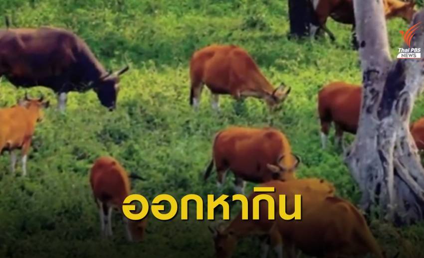 พบฝูงวัวแดงกว่า 40 ตัว ออกหากินในป่าห้วยขาแข้ง 