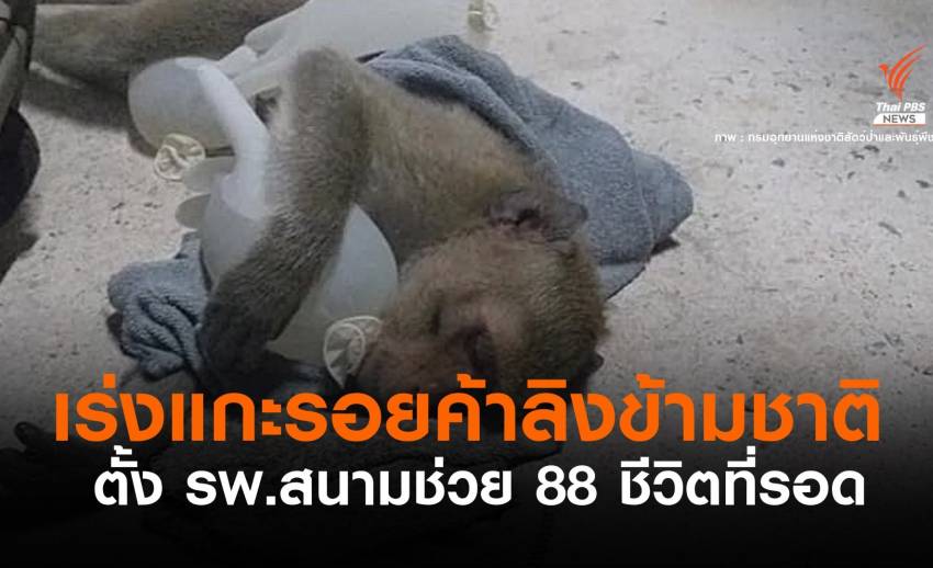 กรมอุทยานฯ ตั้งรพ.สนามช่วยชีวิตลิง 88 ตัว รอดค้าเปิบพิสดาร