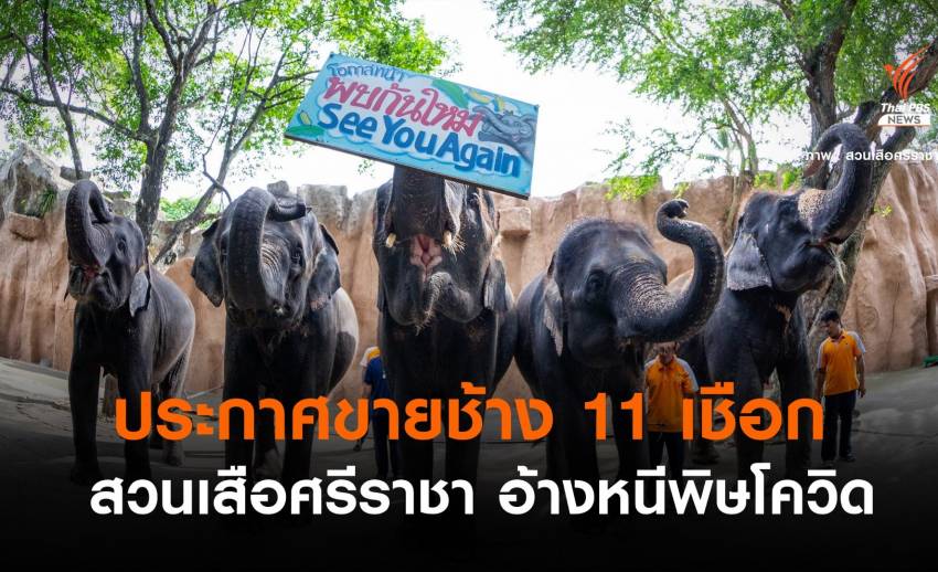 พิษโควิด! "สวนเสือศรีราชา" ประกาศขายช้างยกโขลง 11 เชือก