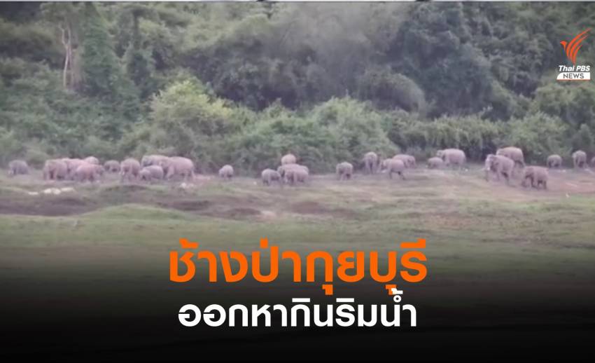 พบช้างป่ากุยบุรีกว่า 30 ตัว ออกหากินริมน้ำ
