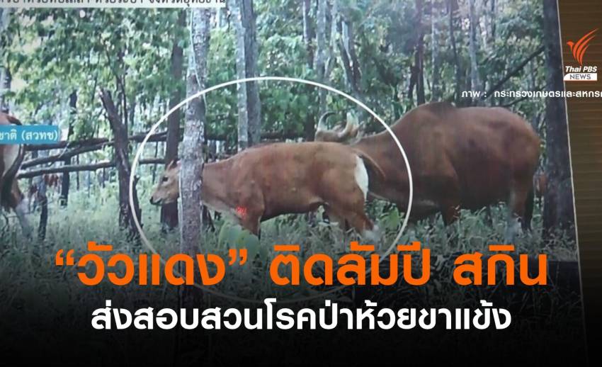 ด่วน! กรมอุทยานฯ ยอมรับ "วัวแดง" ห้วยขาแข้งติดลัมปี สกิน