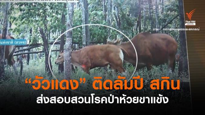 ด่วน! กรมอุทยานฯ ยอมรับ "วัวแดง" ห้วยขาแข้งติดลัมปี สกิน