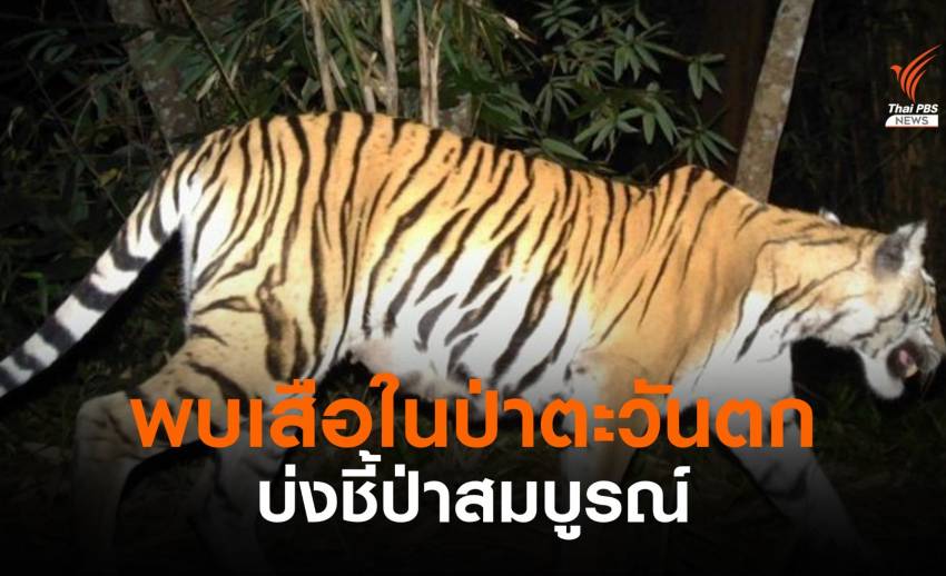 เปิดภาพเสือ 5 ชนิด ในป่าตะวันตกพื้นที่กาญจนบุรี