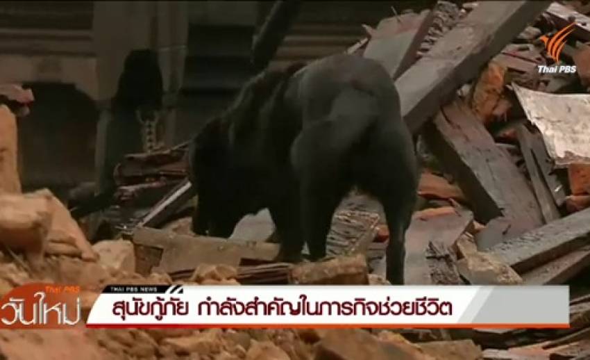 หลายชาตินำ "สุนัขกู้ภัย" ร่วมภารกิจช่วยชีวิตในเหตุแผ่นดินไหว