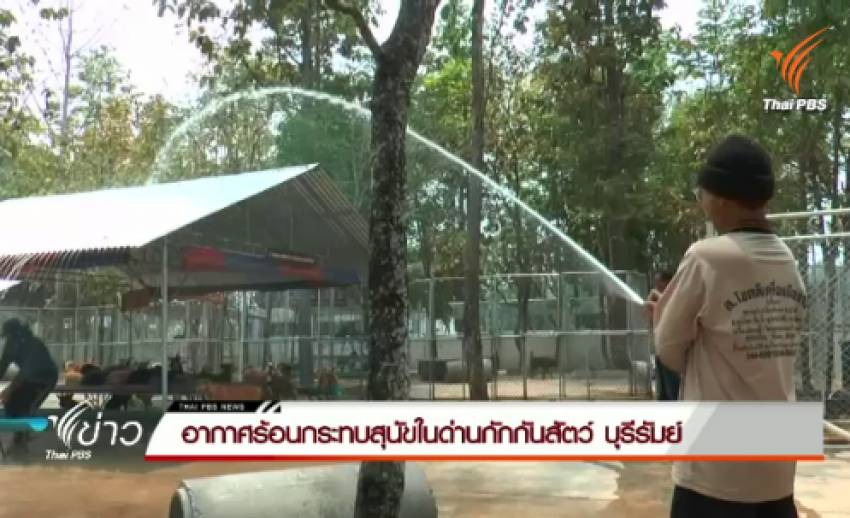อากาศร้อนกระทบสุนัขในด่านกักกันสัตว์ บุรีรัมย์