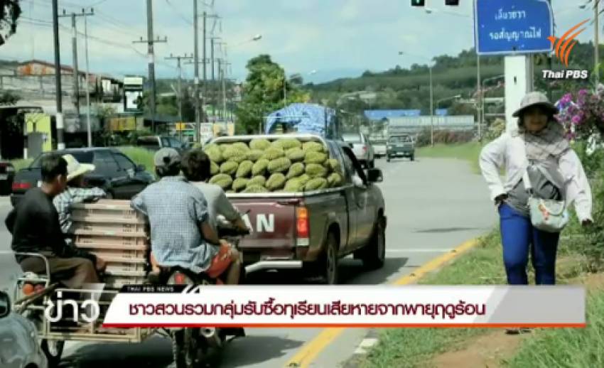 ชาวสวน จ.จันทบุรี รวมกลุ่มรับซื้อทุเรียนเสียหายจากพายุฤดูร้อน