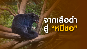 จากเสือดำสู่ "หมีขอ"