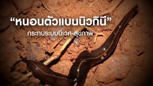 "หนอนตัวแบนนิวกินี" กระทบระบบนิเวศ-สุขภาพ