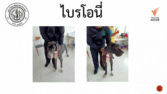 ภาพสุนัขเกรทเดนที่กำลังรักษา