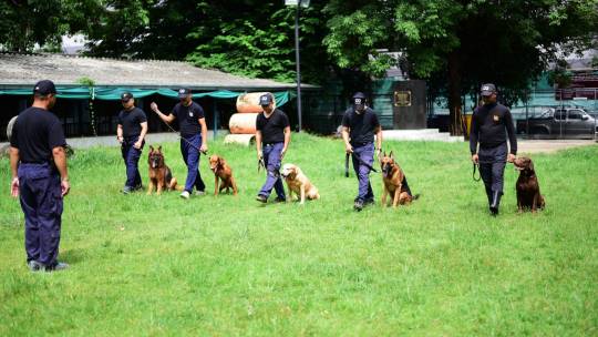 กว่าจะเป็น "K9" ฮีโร่สี่ขากับภารกิจเสี่ยง