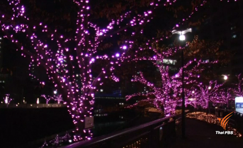 "ญี่ปุ่น" ประดับไฟแอลอีดีสีชมพู 420,000 ดวงในสวนสาธารณะต้อนรับเทศกาลคริสต์มาส 