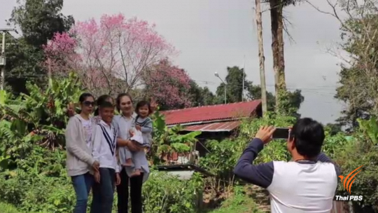 นักท่องเที่ยวทยอยเดินทางไปชมความงาม "ซากุระเมืองไทย" บนภูหินร่องกล้า