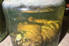 ลูกเสือตัวน้อยขดอยู่ในโหลดอง เจ้าหน้าที่พบในห้องเวชภัณฑ์และห้องสัตวแพทย์ภายในวัดป่าหลวงตาบัว จ.กาญจนบุรี เมื่อ 2 มิ.ย.2559 