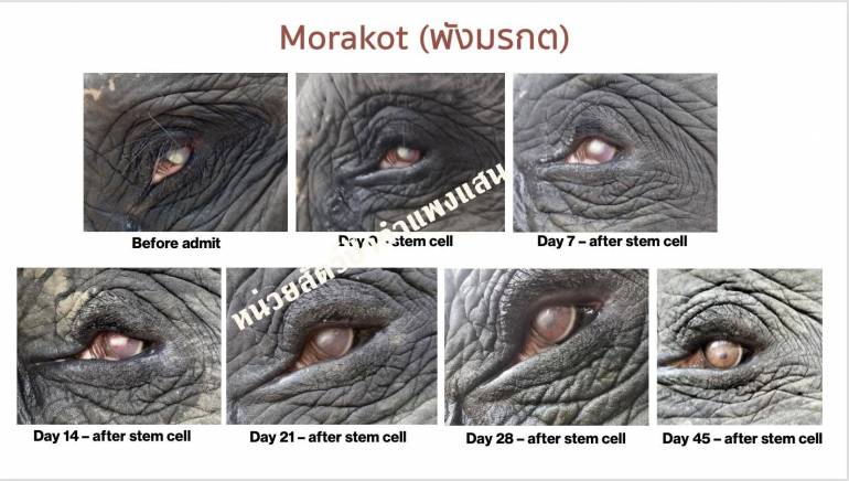 ภาพเปรียบเทียบหลังจากใช้สเต็มเซลล์รักษาแผลกระจกตาติดเชื้อในช้าง  คณะสัตวแพทยศาสตร์ มหาวิทยาลัยเกษตรศาสตร์ เป็นครั้งแรก