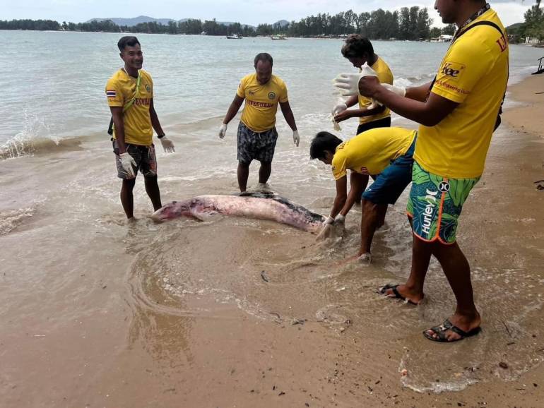 ภาพแม่วาฬหัวทุยแคระ เกยตื้นตายที่หาดบางเทา จ.ภูเก็ต (ศูนย์วิจัยทรัพยากรทางทะเลและชายฝั่งอันดามันตอนบน)