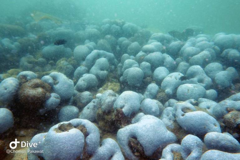 ปะการังโขดที่เกาะแสมสาร จ.ชลบุรี เริ่มฟอกขาว 
