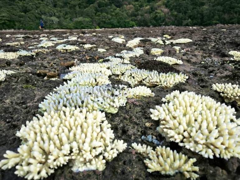ปะการังที่เกาะปลิง อุทยานแห่งชาติสิรินาถ ฟอกขาว จนต้องประกาศปิดท่องเที่ยวชั่วคราว เพื่อฟื้นฟู