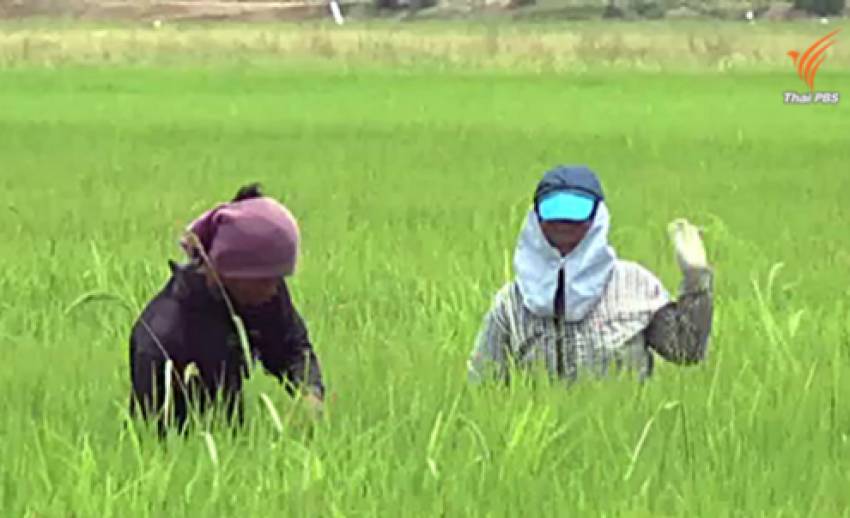 กรมชลฯ ปล่อยน้ำให้นาข้าว-ชาวนาร้องรัฐจัดหาเมล็ดพันธุ์หวังปลูกรอบใหม่