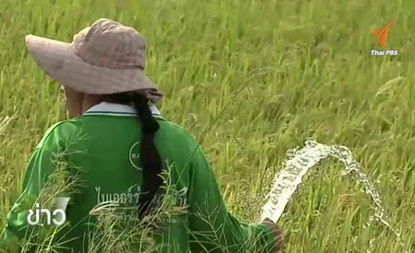 ชาวนาพระนครศรีอยุธยา ลงทุนซื้อน้ำไม่ให้ข้าวยืนต้นตาย