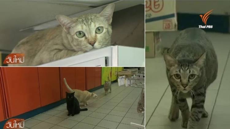 6 เหมียวมินิมาร์ทในปั๊มน้ำมันย่านประชานุกูลได้บ้านใหม่แล้ว