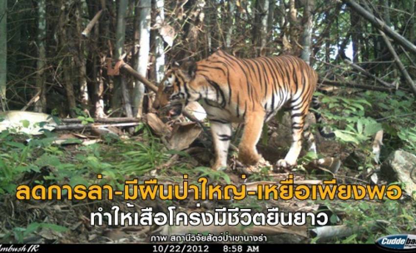 ลดการล่า-มีผืนป่าใหญ่-เหยื่อเพียงพอ ทำให้เสือโคร่งมีชีวิตยืนยาว