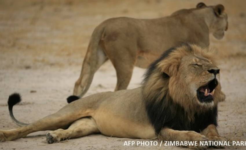 ซิมบับเวเผยทันตแพทย์ชาวอเมริกันเป็นผู้สังหาร "เซซิล" สิงโตป่าขวัญใจนักท่องเที่ยว