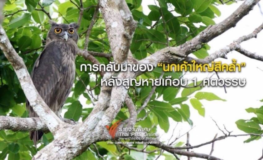 การกลับมาของ "นกเค้าใหญ่สีคล้ำ" ในรอบเกือบ 1 ศตวรรษ