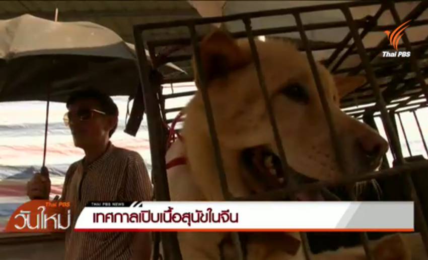 เทศกาลเปิบเนื้อสุนัขเมืองยู้หลินของจีนเริ่มวันนี้