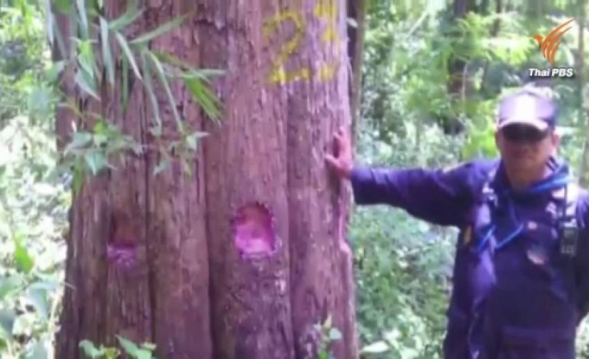 แฉขบวนการมอดไม้ในป่าอนุรักษ์แม่ฮ่องสอน ลักเจาะต้นสัก300ต้นให้ยืนต้นตายก่อนตัดขาย