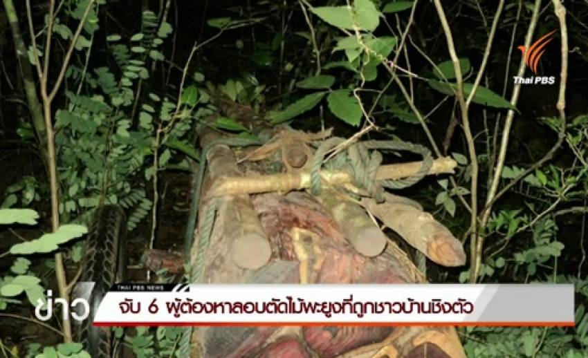 จับ 6 ผู้ต้องหาลอบตัดไม้พะยูงในอุทยานแห่งชาติ จ.อุบลราชธานี หลังถูกชาวบ้านชิงตัว