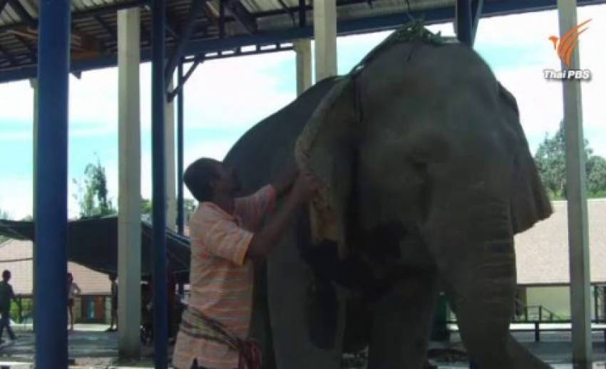 "ช้างพังมณี" เริ่มมีอาการเครียด-สัตวแพทย์เตรียมเจาะท้องดูดเอาของเสียออก