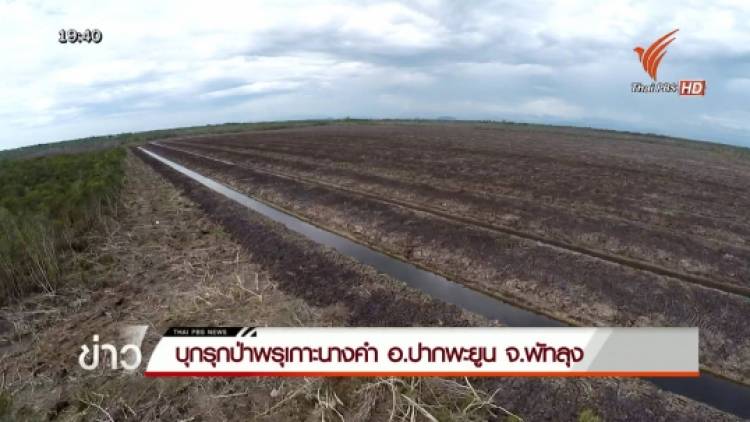 บุกรุกป่าพรุเกาะนางคำ อ.ปากพะยูน จ.พัทลุง