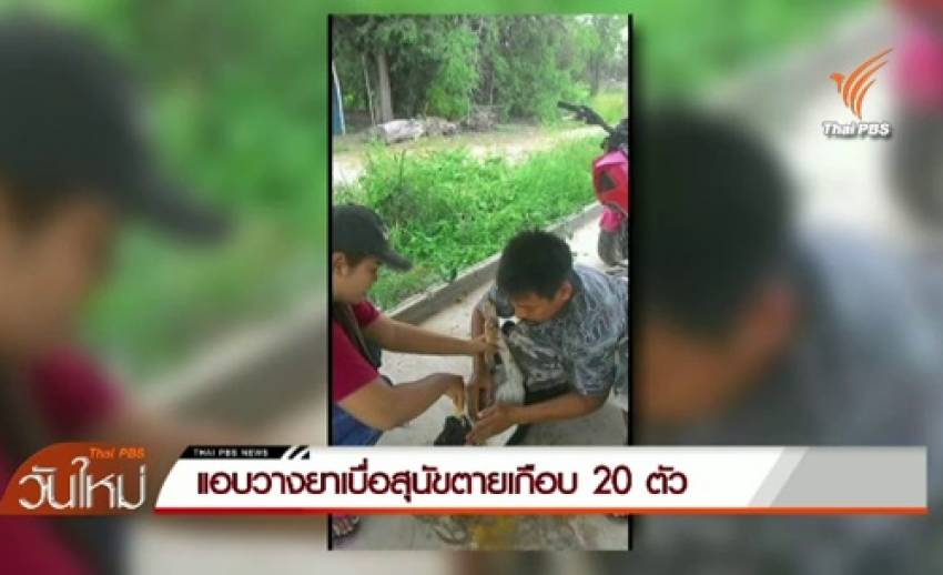 ชาวกำแพงเพชรเตรียมเคลื่อนไหวประณาม มือลอบวางยาเบื่อฆ่าสุนัขตายเกือบ 20 ตัว