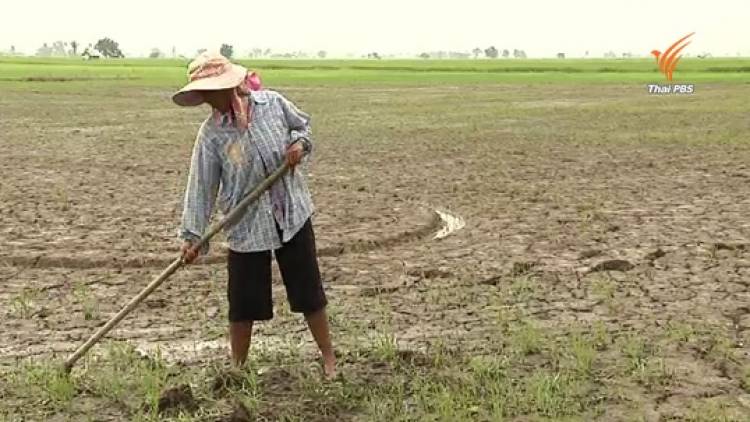 ชาวนาสุพรรณบุรี ยังไม่ได้น้ำเลี้ยงข้าวตั้งท้อง